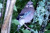 Le vieil homme et l'oiseau